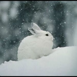 Meet your Posher, Patty